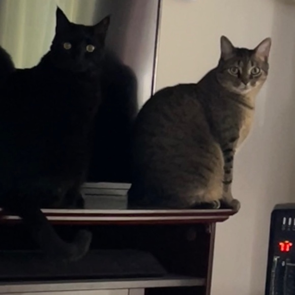 Meet your Posher, Rebecca - Picture 4 of 7